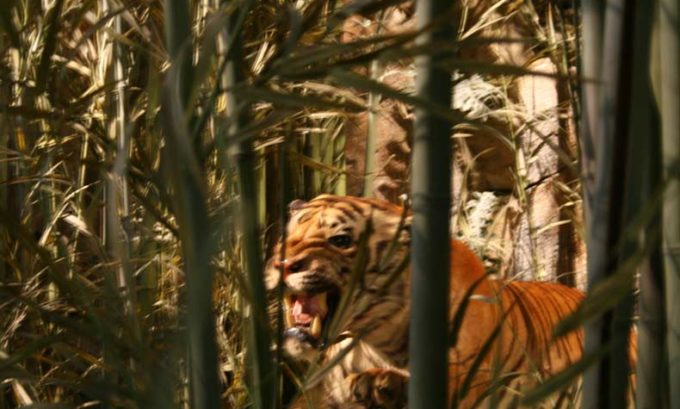 Tiger in Wildlife Experience Globeology exhibit